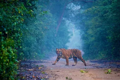 Delhi Wildlife Escape: Sariska & Jhalana Same-Day Safari Adventure