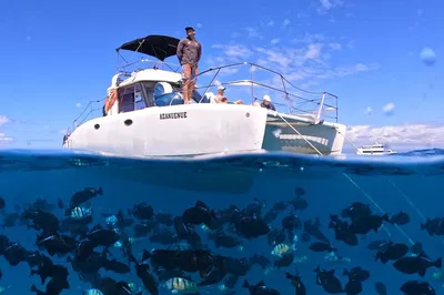 Waikiki Turtle Canyon Snorkel: Swim with Sea Turtles, Guaranteed!