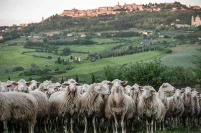 Tuscany Escape: Wine & Cheese Fullday Adventure from Rome