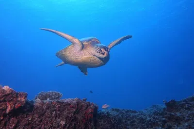 Dive into Paradise: Certified Scuba Adventures in Oahu's Reefs