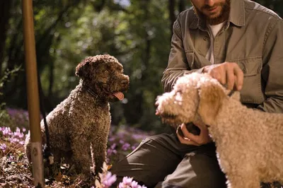 Unearth Roman Delights: Truffle Hunt, Gourmet Lunch & Wine Escape