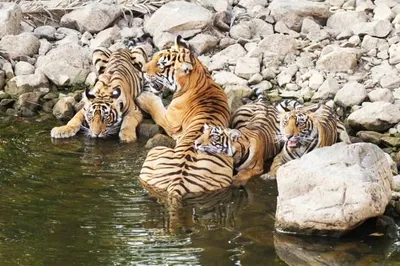 Embark on a Majestic Tiger Safari: Ranthambore Private Day Trip from Jaipur