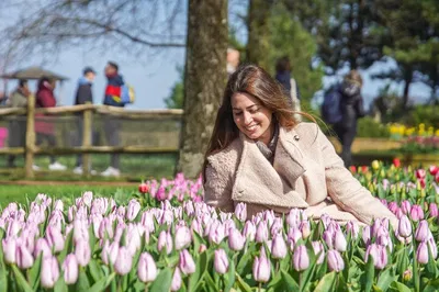 Amsterdam's Floral Wonders: Keukenhof Gardens & Giethoorn's Canal Charms