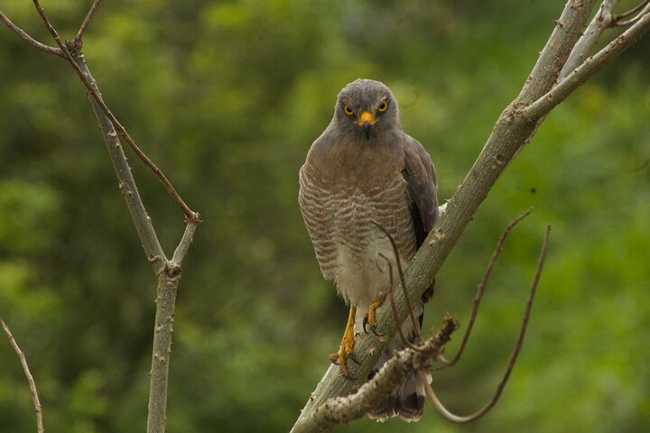 Salento Birdwatching Expedition: Discover Colombia's Avian Wonders