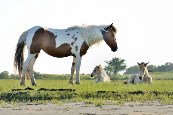 Chincoteague Pony & Wildlife Boat Tour