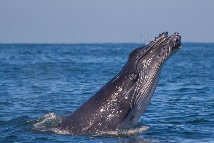 Whale Encounter Puerto Vallarta: An Exclusive Marine Adventure