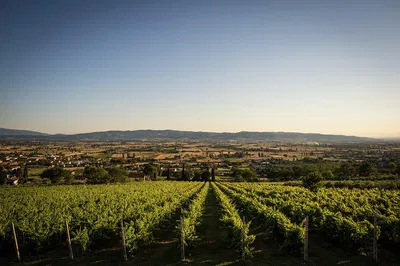 Assisi's Organic Winery Escape: A Culinary & Wine Lover's Dream