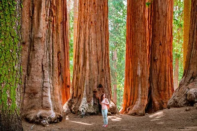 Yosemite's Majestic Highlights: A 5-Day San Francisco Escape