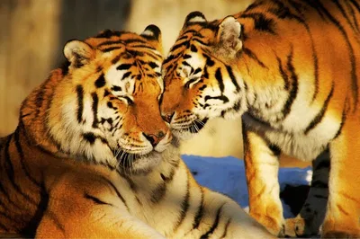 Unforgettable India: 4-Day Golden Triangle Tour & Ranthambore Tiger Safari!