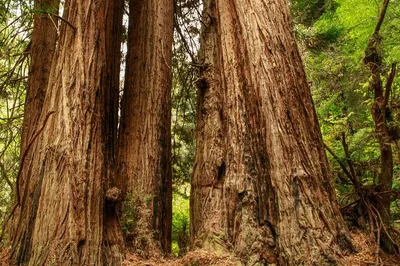 Alcatraz & Muir Woods from Sausalito: Super Saver Deal!