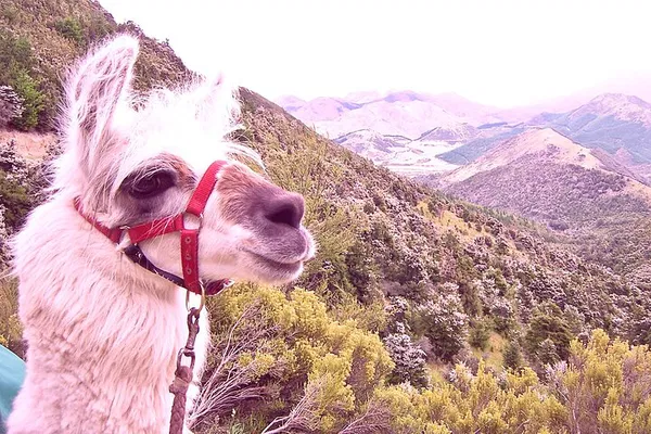 Gentle Llama Trek: Kowhai River Valley Nature Walk