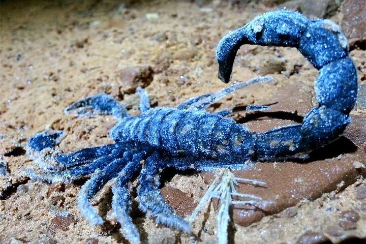 Sedona's Dark Sky Magic: Sunset & Night Hike Adventure