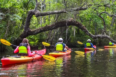 Amelia Island Kayak Tour: Lofton Creek Wildlife!