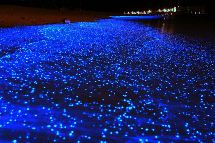 Krabi's Enchanting Night: Bioluminescent Swimming Adventure