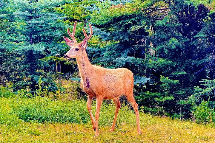 https://images.dyvarcity.com/experience-images/dyvarcity_a7d6803718250c87662b01767_99.jpg