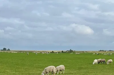 Discover Texel Island: A Comfortable Car Journey to Dutch Paradise