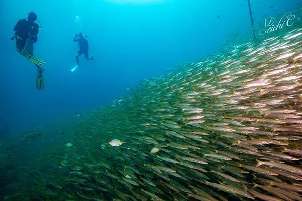 Racha Islands Scuba Discovery: Dive into Phuket's Underwater Paradise