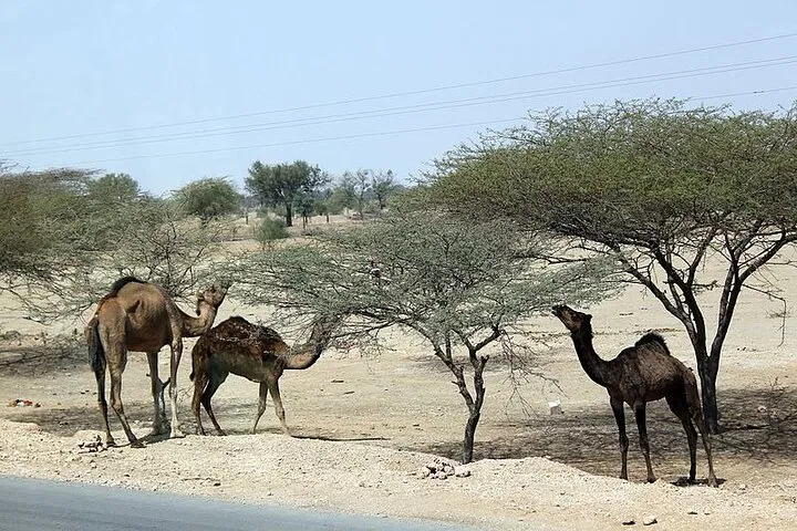 img0