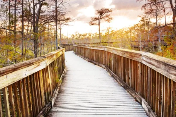 Everglades Immersion: A Private Airboat & Walking Tour Adventure
