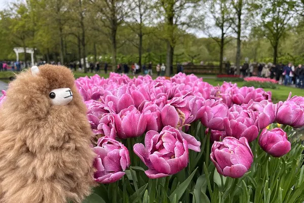 Keukenhof Tulip Paradise: A Whirlwind Private Floral Escape