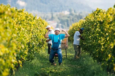 Valpolicella Harvest: Wine, Vineyard Aperitivo