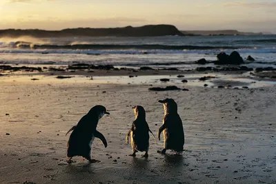 Encounter Koalas & Penguins: Phillip Island Wildlife Day Trip