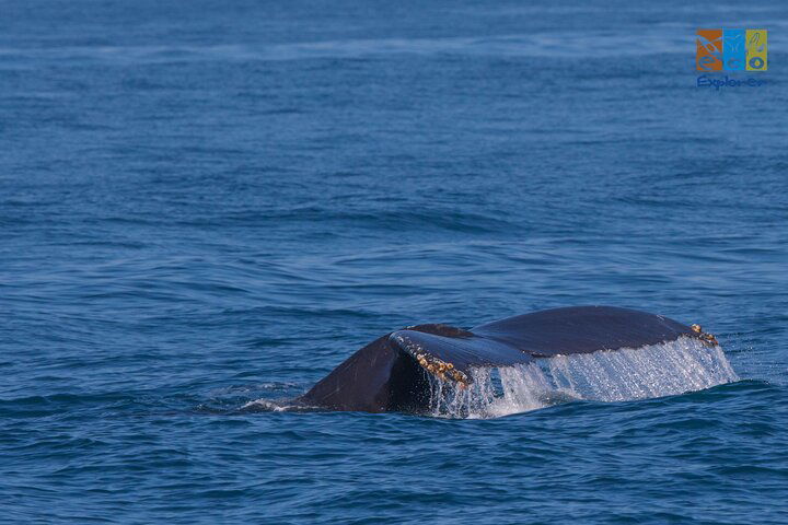 Unforgettable Private Whale Watching Adventure in Puerto Vallarta