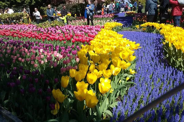Skagit Tulip Festival Tour: Skip the Lines!
