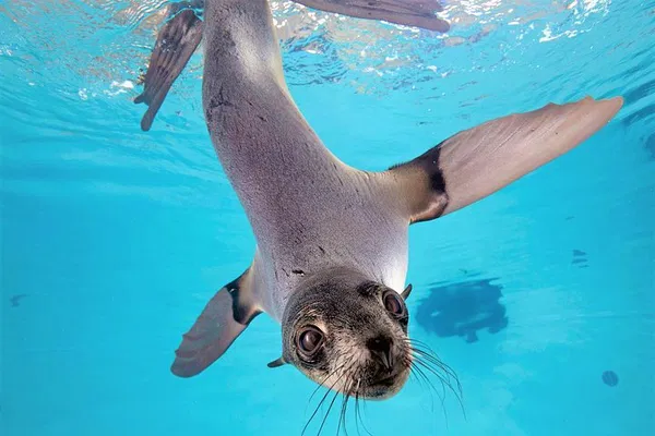 New England Aquarium Tickets: See Penguins & Sea Life!