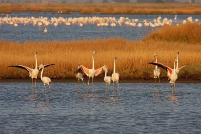 Diaccia Botrona's Birdwatching & Photo Adventure: Tuscan Maremma's Hidden Gems