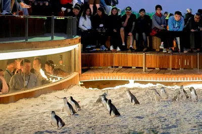 Phillip Island: Penguins, Koalas & Coastal Views Tour