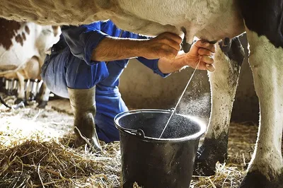Amalfi Farm Tour: Milk Cows, Pasta & Tiramisu!