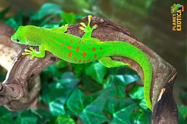 Uncover Earth's Wonders: An Exotic Adventure at Planet Exotica!