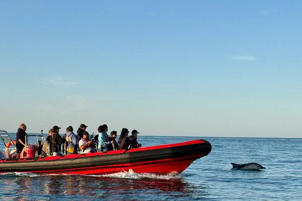 Torquay RIB Seafari: Coastal Views & Dolphin Spotting!