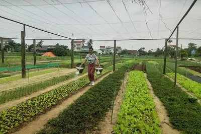 Hoi An Countryside Unveiled: A Local Immersion Bike Tour
