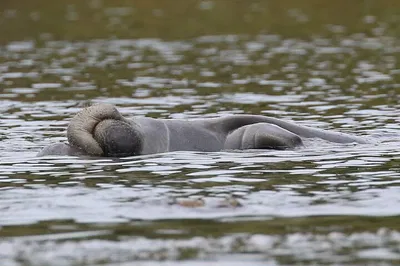 Orlando's Gentle Giants: A Guided Manatee Kayaking Adventure