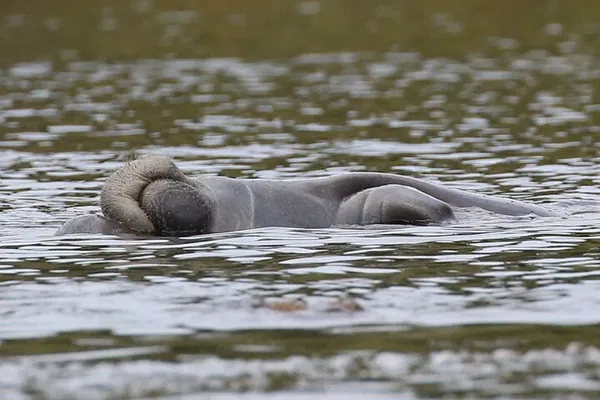 Orlando's Gentle Giants: A Guided Manatee Kayaking Adventure