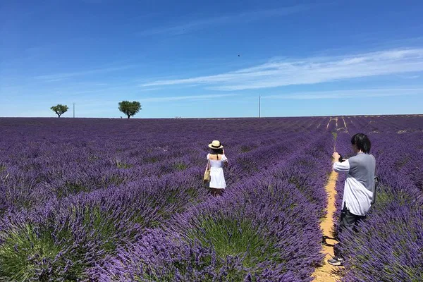Aix-en-Provence: Valensole Lavender Field Tour