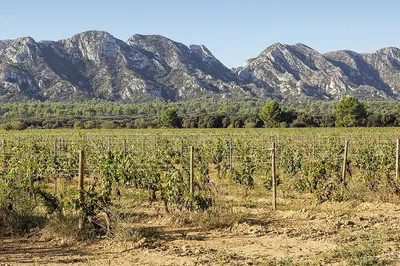 Provence Wine Day Tour: Unveiling Medieval Villages and Vineyards