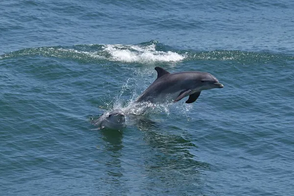 Cape May: Dolphin & Bird Watching Ecotour Cruise!