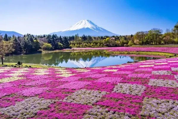 Mt. Fuji & Hakone Private Tour: Tokyo Hotel Pickup