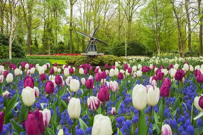 Unforgettable Keukenhof & Flower Farm Private Tour from Amsterdam!