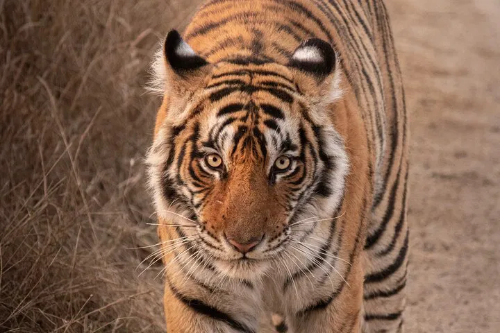 img0