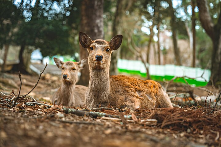 Experience Image img1