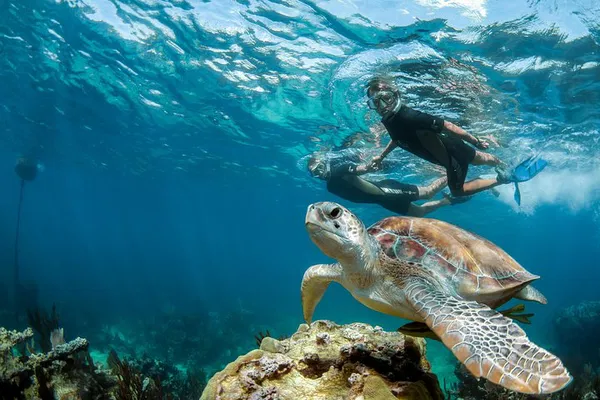 Swim with Turtles + Cenote: Private Akumal Adventure!