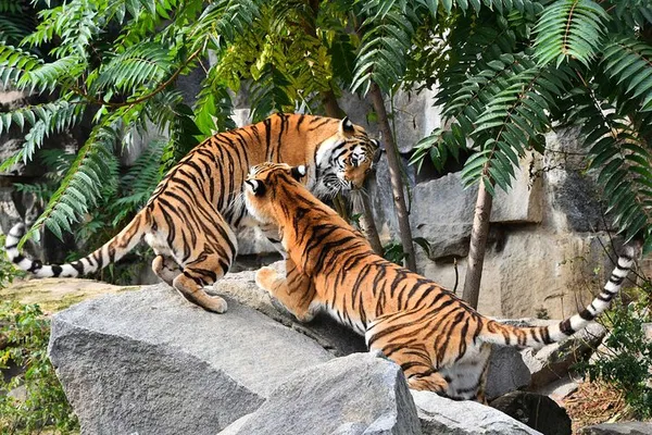 Embark on a Wildlife & Heritage Adventure: 7-Day Golden Triangle Tour