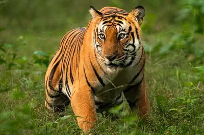 Corbett Tiger Reserve Expedition: Delhi Wildlife Adventure