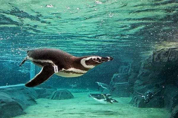 Dive Deep: Skip the Line at Long Beach's Aquarium of the Pacific!