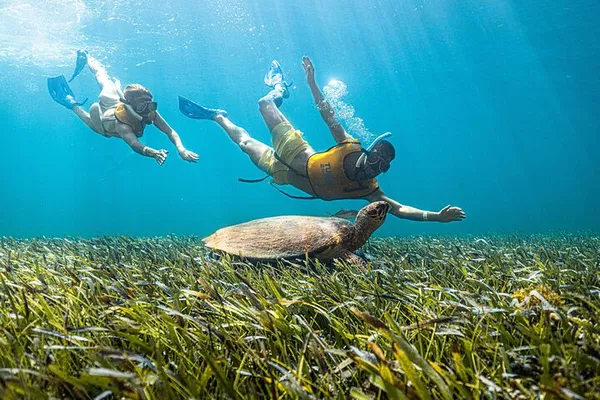 Cancun 5-in-1 Adventure: Snorkel Reef, Turtles, Cenote!