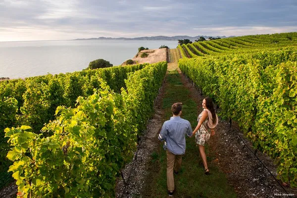 Marlborough Wine Tour: A Full-Day Sensory Celebration